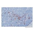 Recombinant Syndecan-1 Antibody