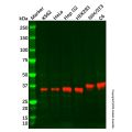 Recombinant Syntaxin 16 Antibody