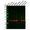 Recombinant Syntaxin 3 Antibody