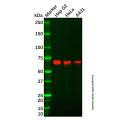 Recombinant SYVN1/HRD1 Antibody