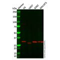 TACI Antibody