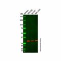 TAF10 Antibody