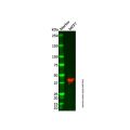 Recombinant TBP Antibody