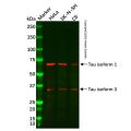 Tau Antibody
