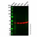 TAZ Antibody