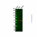 PSMC3/TBP1 Antibody