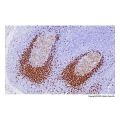 Recombinant Tcl1 Antibody
