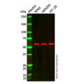 TCP1 eta Antibody