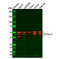 Recombinant  PTPN1/2 Antibody