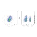 TCR α/β Mouse mAb