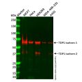 TDP1 Antibody