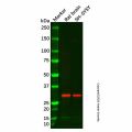 TDU Antibody
