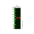 Recombinant TFE3 Antibody