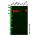Recombinant TFII I Antibody