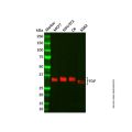 Recombinant TGIF Antibody