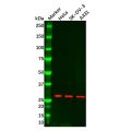 TGIF2 Antibody