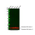 Recombinant Thioredoxin/TRX Antibody