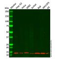 Thioredoxin 2 Antibody