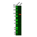 Thrombomodulin Mouse mAb