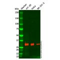 TIMP1 Antibody