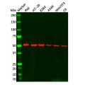 TIP49A Antibody
