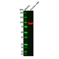TLR2 Mouse mAb