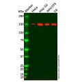 TLR8 Antibody