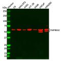 TMPRSS2 Antibody