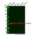 TOMM40 Antibody