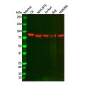 Recombinant TORC2 Antibody