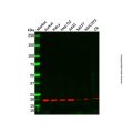 TPD52L2 Antibody