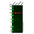 Recombinant TPX2 Antibody