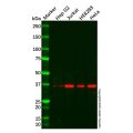 Transaldolase 1 Antibody