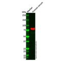 Recombinant Transferrin Antibody