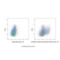 Transferrin Receptor/CD71 Mouse mAb