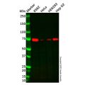 Recombinant TRAP1 Antibody