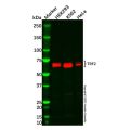 Recombinant TRF2 Antibody