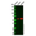 TRIM5 alpha Mouse mAb