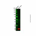TSC-1 Antibody