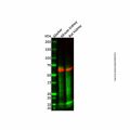 TSEN54 Antibody