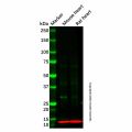 TUSC2/FUS1 Antibody