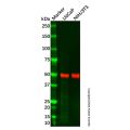 TXNIP Antibody