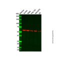 Recombinant UAP1 Antibody