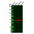 UAP56 Antibody