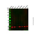 UBE2M/UBC12 Mouse mAb