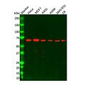 UBQLN2 Antibody