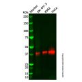 Recombinant UCHL5IP Antibody