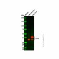UCP3 Antibody