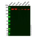 UGGT/UGT1 Antibody