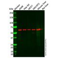 USP30 Antibody